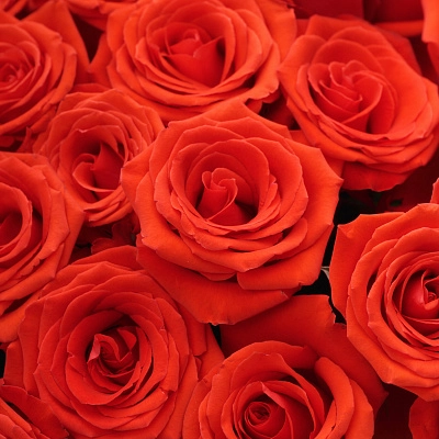 Монобукет красных роз Nina